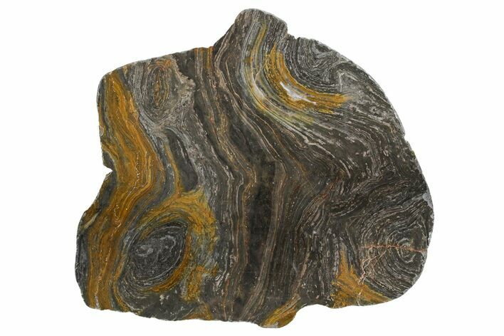 Polished Mesoproterozoic Stromatolite (Conophyton) - Australia #353323